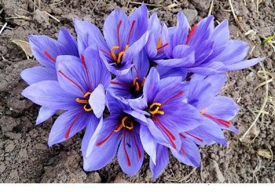 saffron flower